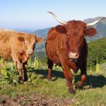 Jak wyczyścić wtrysk paliwa?