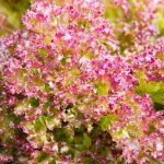 W jakiej pościeli się nie pocisz?