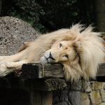 Ile można jechać z bagażnikiem na dachu Thule?