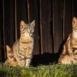 Jaki box dachowy do szybkiej jazdy?