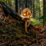 Jak wybrać growkit do kolekcji