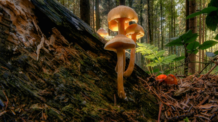 Jak wybrać growkit do kolekcji? Porównanie odmian Mexican, Mazatapec i B+