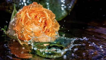 Jak długo moczyć korki do wina?