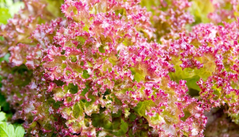 W jakiej pościeli się nie pocisz?